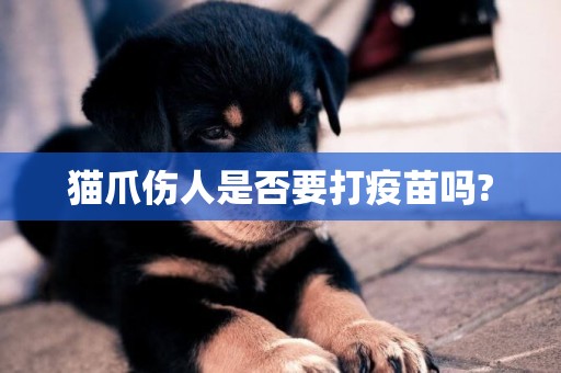 貓爪傷人是否要打疫苗嗎?