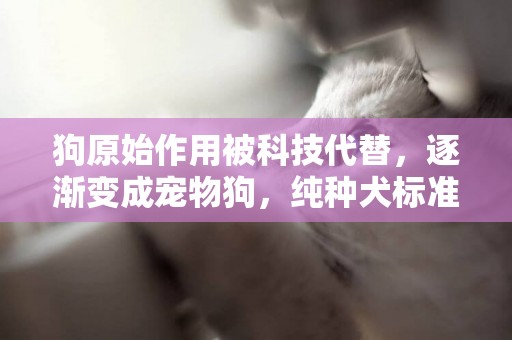 狗原始作用被科技代替，逐漸變成寵物狗，純種犬標準還重要嗎？ 