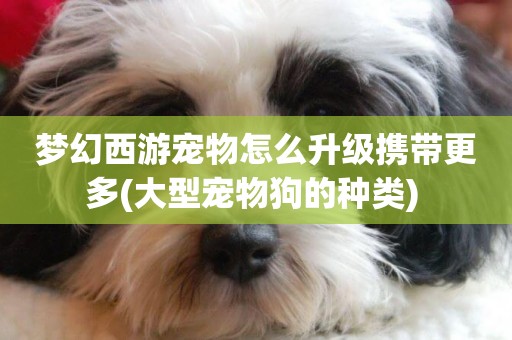 夢幻西游寵物怎么升級攜帶更多(大型寵物狗的種類) 