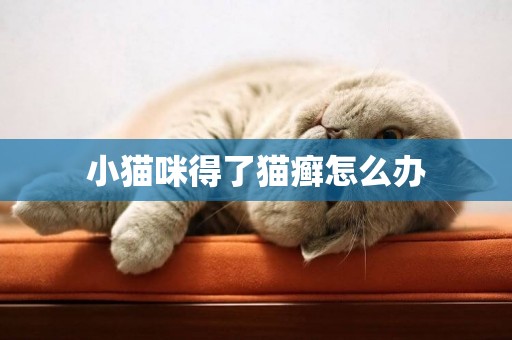 小貓咪得了貓癬怎么辦