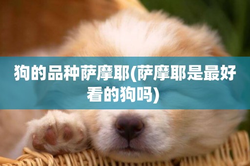 狗的品種薩摩耶(薩摩耶是最好看的狗嗎) 