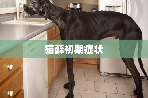 貓蘚初期癥狀