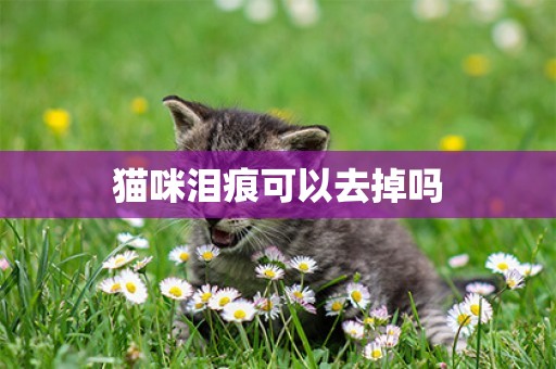 貓咪淚痕可以去掉嗎