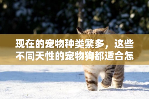 現在的寵物種類繁多，這些不同天性的寵物狗都適合怎樣的人群呢？ 