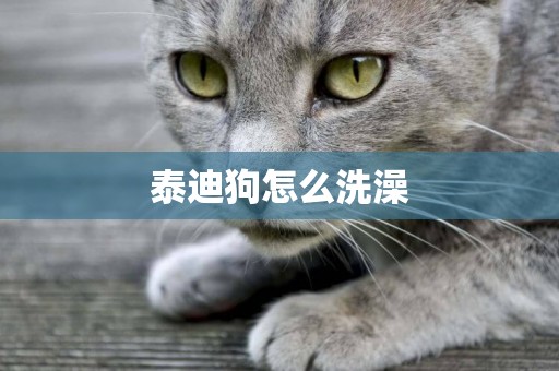泰迪狗怎么洗澡