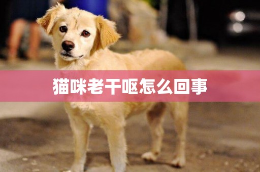 貓咪老干嘔怎么回事