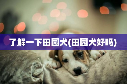 了解一下田園犬(田園犬好嗎) 