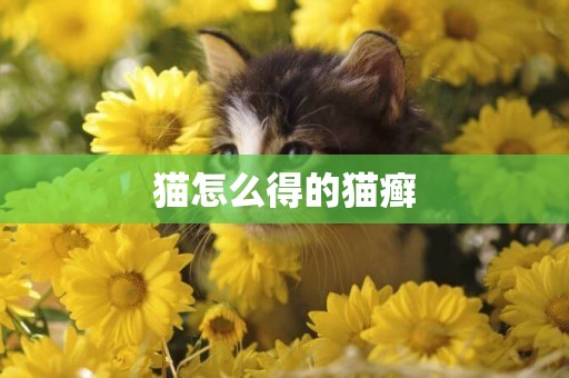 貓怎么得的貓癬