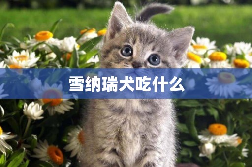 雪納瑞犬吃什么