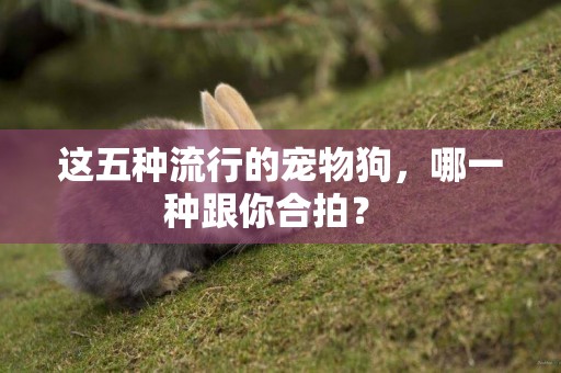 這五種流行的寵物狗，哪一種跟你合拍？ 