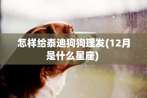 怎樣給泰迪狗狗理發(12月是什么星座) 