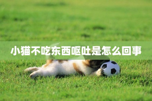 小貓不吃東西嘔吐是怎么回事
