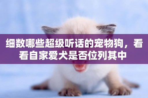 細數哪些超級聽話的寵物狗，看看自家愛犬是否位列其中 