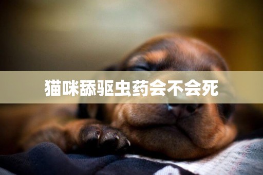 貓咪舔驅蟲藥會不會死