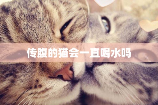 傳腹的貓會一直喝水嗎