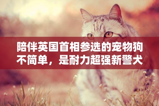 陪伴英國首相參選的寵物狗不簡單，是耐力超強新警犬，中國都在用 