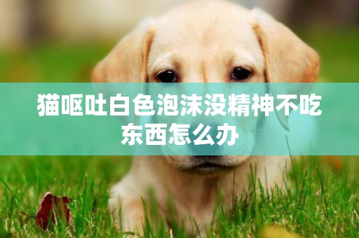 貓嘔吐白色泡沫沒精神不吃東西怎么辦