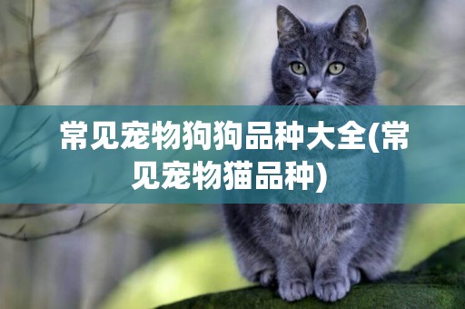 常見寵物狗狗品種大全(常見寵物貓品種) 