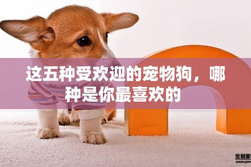 這五種受歡迎的寵物狗，哪種是你最喜歡的 