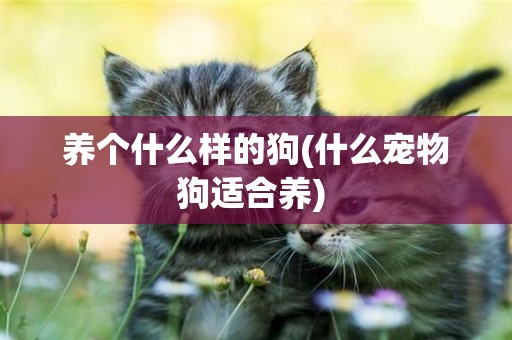 養個什么樣的狗(什么寵物狗適合養) 