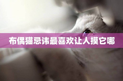 布偶貓忌諱最喜歡讓人摸它哪