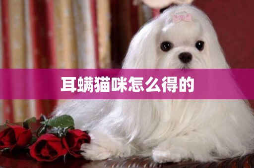 耳螨貓咪怎么得的