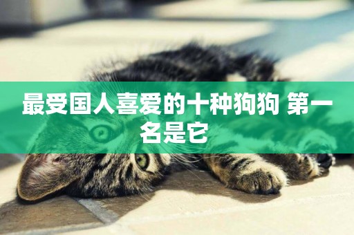 最受國人喜愛的十種狗狗 第一名是它 