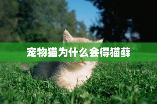 寵物貓為什么會得貓蘚