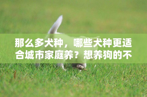 那么多犬種，哪些犬種更適合城市家庭養？想養狗的不要錯過該文哦 
