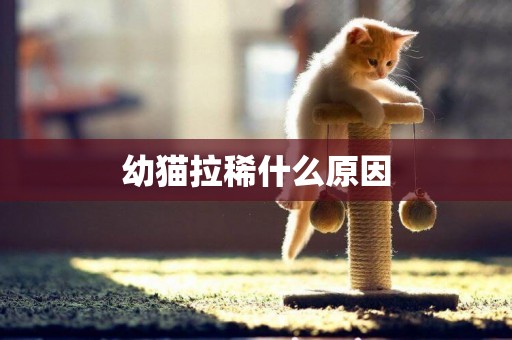 幼貓拉稀什么原因