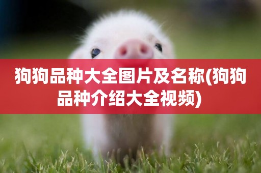 狗狗品種大全圖片及名稱(狗狗品種介紹大全視頻) 