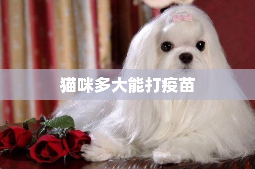 貓咪多大能打疫苗