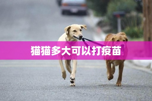 貓貓多大可以打疫苗