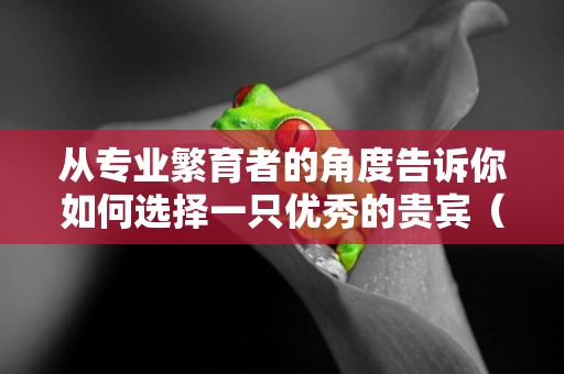 從專業繁育者的角度告訴你如何選擇一只優秀的貴賓（泰迪）犬 