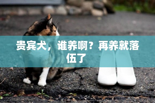 貴賓犬，誰養啊？再養就落伍了 