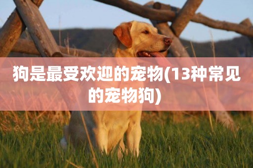 狗是最受歡迎的寵物(13種常見的寵物狗) 