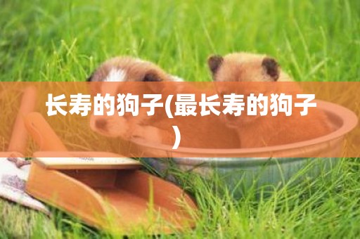 長壽的狗子(最長壽的狗子) 