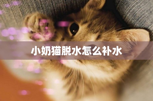 小奶貓脫水怎么補水