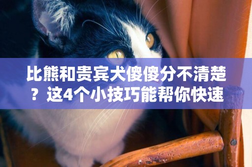 比熊和貴賓犬傻傻分不清楚？這4個小技巧能幫你快速分辨哦 