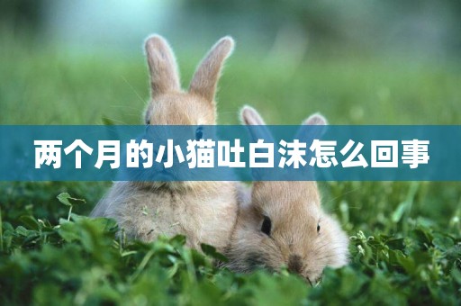 兩個月的小貓吐白沫怎么回事