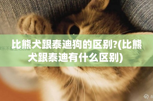 比熊犬跟泰迪狗的區別?(比熊犬跟泰迪有什么區別) 