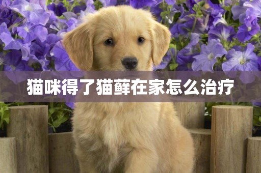 貓咪得了貓蘚在家怎么治療