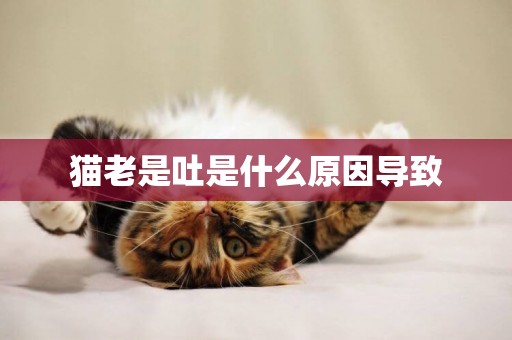 貓老是吐是什么原因導致