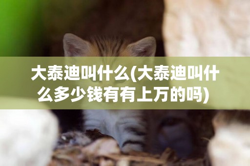 大泰迪叫什么(大泰迪叫什么多少錢有有上萬的嗎) 