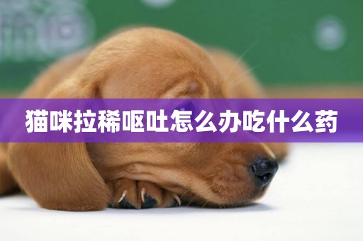 貓咪拉稀嘔吐怎么辦吃什么藥