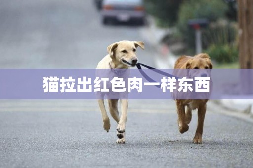 貓拉出紅色肉一樣東西