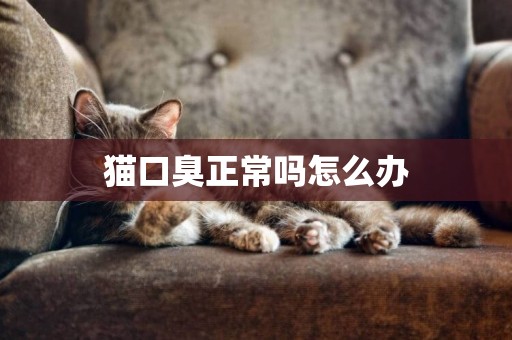 貓口臭正常嗎怎么辦
