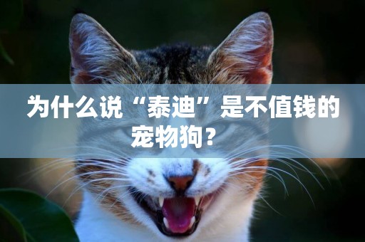 為什么說“泰迪”是不值錢的寵物狗？ 