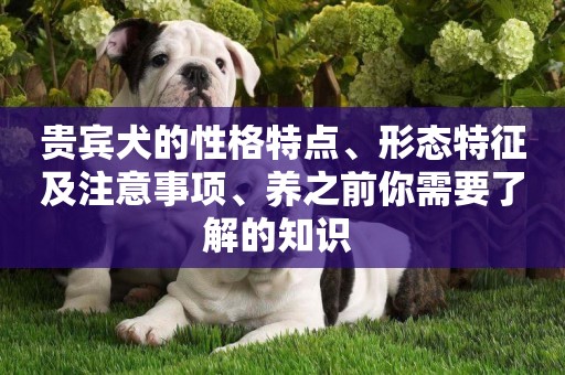 貴賓犬的性格特點、形態特征及注意事項、養之前你需要了解的知識 