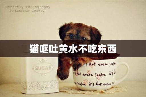 貓嘔吐黃水不吃東西